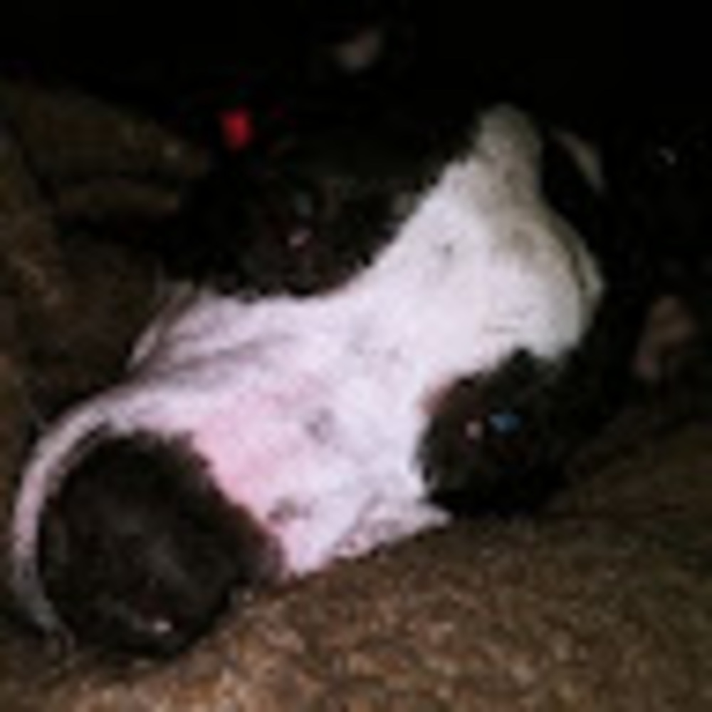 Meet your Posher, Lena